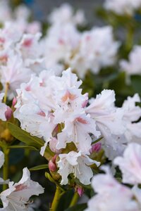 CUNNINGHAM'S WHITE RHODODENDRON 2G - image 5