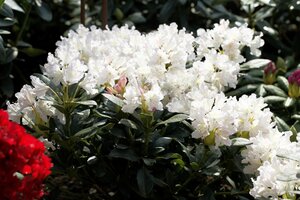 CUNNINGHAM'S WHITE RHODODENDRON 2G - image 3