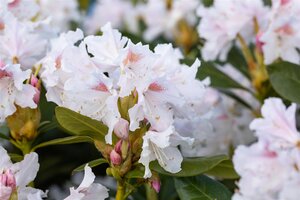 CUNNINGHAM'S WHITE RHODODENDRON 2G - image 4