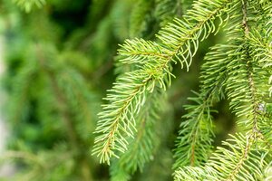 CUPRESSINA NORWAY SPRUCE 120CM - image 1