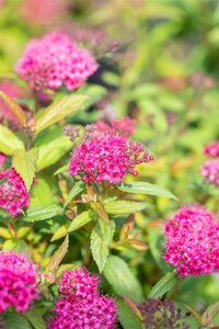 DARTS RED SPIREA  30CM - image 3