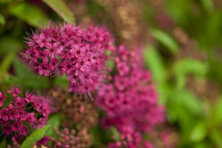 DARTS RED SPIREA  30CM - image 1