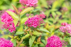 DARTS RED SPIREA  30CM - image 2