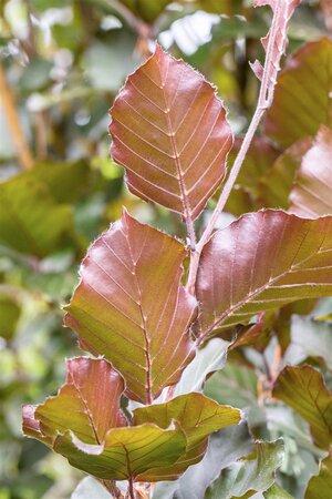 DAWYCK PURPLE BEECH 45MM - image 3