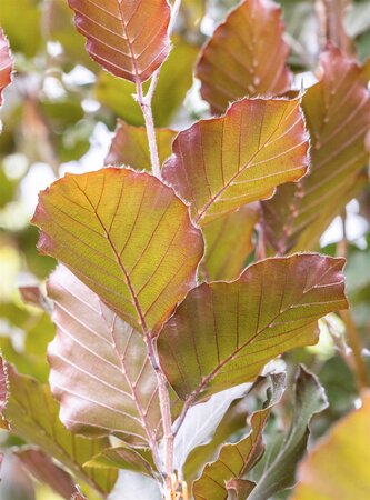 DAWYCK PURPLE BEECH 45MM - image 2