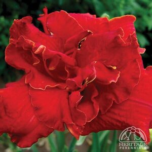 DAYLILY MOSES FIRE 1G