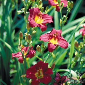 DAYLILY PARDON ME 1G
