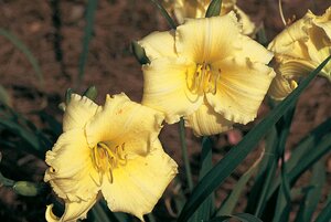 DAYLILY STELLA SUPREME 1G