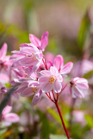 DEUTZIA YUKI CHERRY BLOSSOM 1GAL - image 3