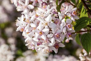 DEUTZIA YUKI CHERRY BLOSSOM 1GAL - image 1