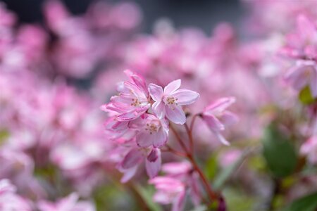 DEUTZIA YUKI CHERRY BLOSSOM 1GAL - image 2