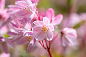 DEUTZIA YUKI CHERRY BLOSSOM 1GAL - image 4