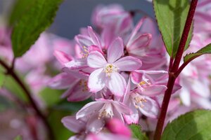 DEUTZIA YUKI CHERRY BLOSSOM 20CM - image 6