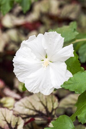 DIANA HIBISCUS 30CM - image 1