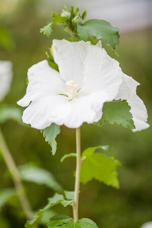 DIANA HIBISCUS 30CM - image 2