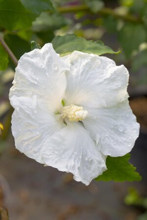 DIANA HIBISCUS 30CM - image 4