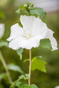 DIANA HIBISCUS WHITE 40CM - image 2