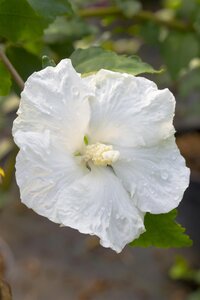 DIANA HIBISCUS WHITE 40CM - image 4