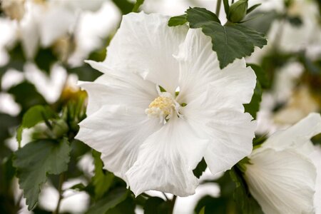 DIANA HIBISCUS WHITE 40CM - image 3