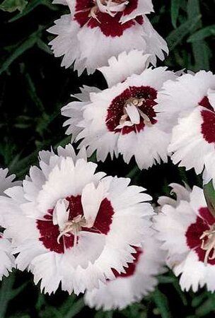 DIANTHUS COCONUT SURPRISE 1G