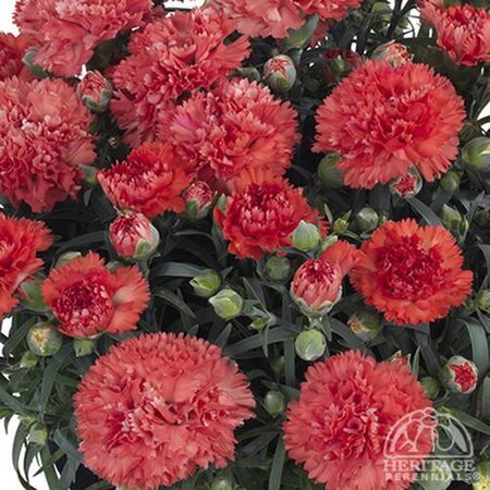 DIANTHUS ODESSA ORANGE BLING BLING 1G