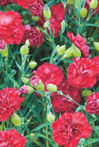 DIANTHUS PASSION 1G