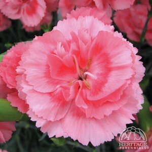 DIANTHUS ROMANCE 1G