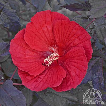 DINNERPLATE HIBISCUS MIDNIGHT MARVEL 2G