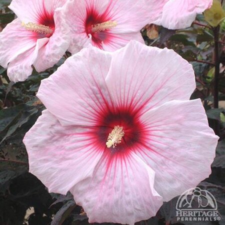 DINNERPLATE HIBISCUS STARRY STARRY NIGHT 2G