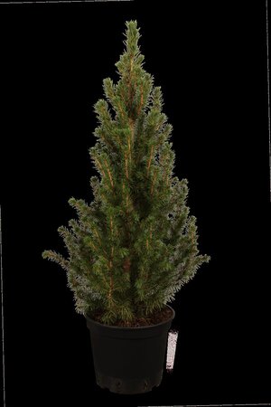 DWARF ALBERTA SPRUCE 1GAL - image 1