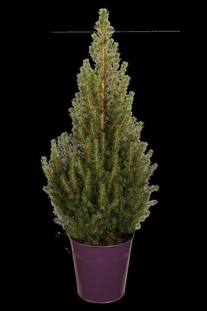 DWARF ALBERTA SPRUCE 1GAL - image 3