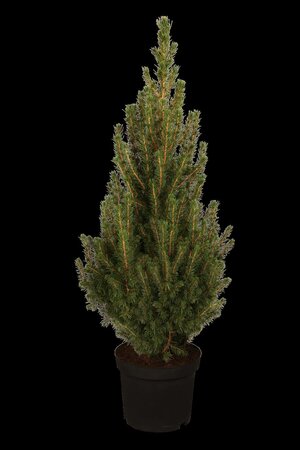 DWARF ALBERTA SPRUCE 1GAL - image 4