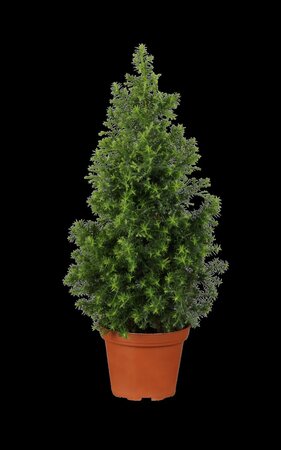 DWARF ALBERTA SPRUCE 1GAL - image 2