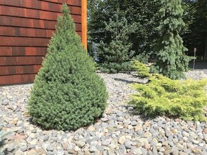 DWARF ALBERTA SPRUCE 50 CM  - image 1