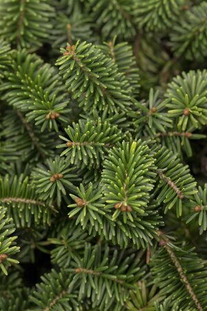 DWARF BALSAM FIR 25 CM - image 2