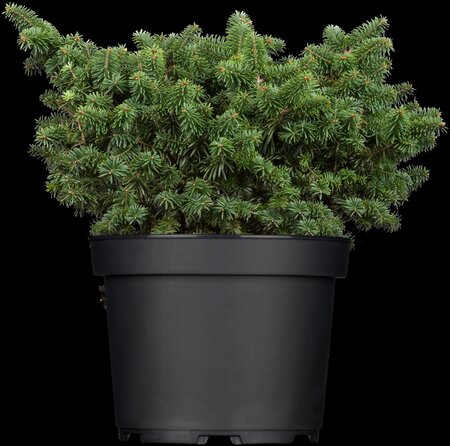 DWARF BALSAM FIR 25 CM - image 1