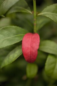 DWARF BURNING BUSH 30 CM - image 1