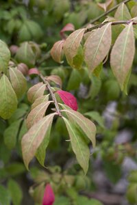 DWARF BURNING BUSH 30 CM - image 3