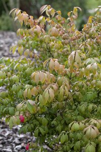 DWARF BURNING BUSH 30 CM - image 5