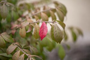 DWARF BURNING BUSH 30 CM - image 4