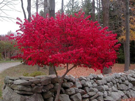 DWARF BURNING BUSH STD 120CM