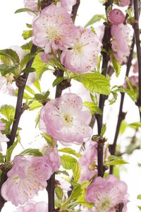 DWARF FLOWERING ALMOND 60 CM - image 1