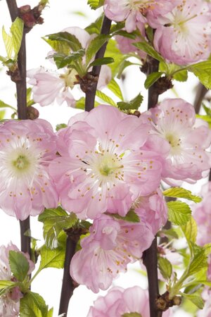 DWARF FLOWERING ALMOND 60 CM - image 2