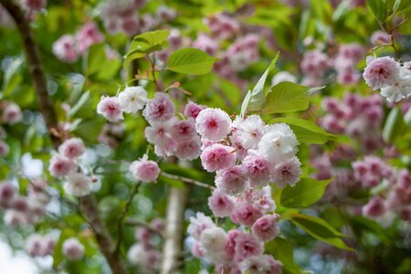 DWARF FLOWERING ALMOND 60 CM - image 3