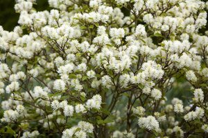 DWARF FOTHERGILLA 2 GALLON - image 2