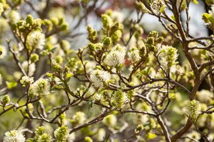 DWARF FOTHERGILLA 2 GALLON - image 3