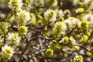 DWARF FOTHERGILLA 2 GALLON - image 4