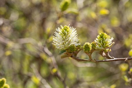 DWARF FOTHERGILLA 2 GALLON - image 5