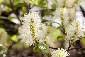 DWARF FOTHERGILLA 2 GALLON - image 1