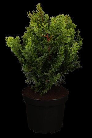 DWARF HINOKI CYPRESS 1GAL  - image 2